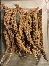 California Golden Spray Millet 6 Pack Bird Food Treats. Large Size Millets