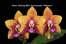 Phal. Zheng Min Anaconda ‘Wilson’, Fragrant, In Spike, FREE Shipping