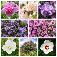 1000 BULK Mixed Colors ROSE Of SHARON HIBISCUS Syriacus Flower Tree Shrub Seeds