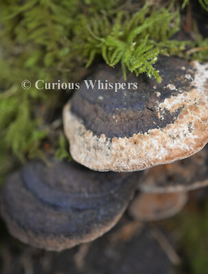 Set of 5 ''Polypore Fungi'' (Washington) Greeting Cards - FREE SHIPPING