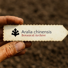 Aralia chinensis  Chinese Angelica Tree  100 SEEDS - Chinese angelica tree  A