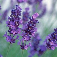 English Lavender Angustifolia Purple 6 Pack – Hardy Scented Garden