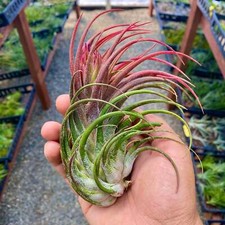 Ionantha Rubra x Seleriana Air Plant Hybrid
