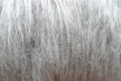 Light Grey Wolf Blend Carded Wool Batt Undyed Natural Shetland Wool Felt Spin - Picture 7 of 8