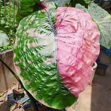 Colocasia Bulb Romyen New Hybrid (Includes All Import Duties And Taxes)