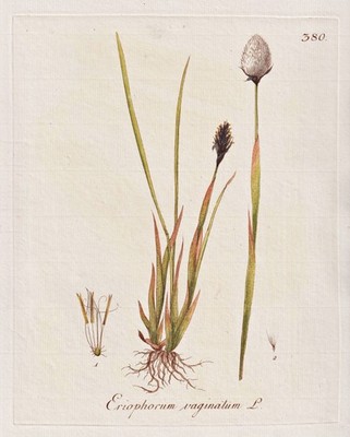 Moor wool grass hare's-tail cottongrass botany botany Kerner copperplate 1791