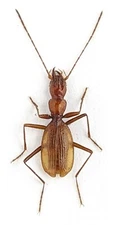 Carabidae Cave Trechini Pseudaphaenops jacobsoni S Ukraine