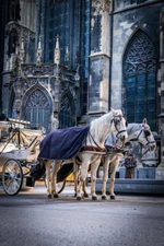 Digital Image Picture Photo Pic Wallpaper Background A Horse Drawn Carriage