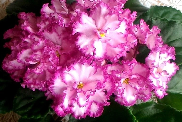 Африканская фиалка растение ~ YAN-MINUET (N. Puminova) 'Ian Minuet' РЕДКАЯ большой лист горшок - Изображение 2 из 4