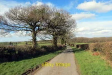 Photo 6x4 Coed deri ar heol fach / Oak trees on a minor road Myddfai Rhe c2022