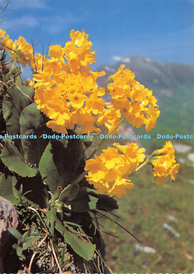 D084328 Primula auricula. Aurikel. Primerose. Engadin Presse AG. Reinhard