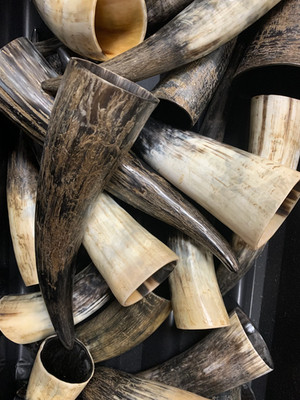 tarro de toroPolished Cow Horns for Santería & Palo Tarro de toro buey 8'' to 12''