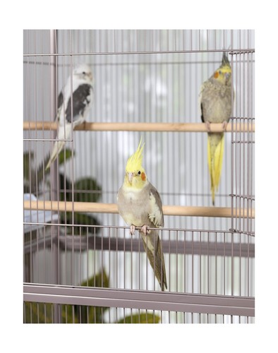 Prevue Flight Bird Cage in Blush Finish (F042) - 第 9/9 張圖片