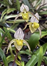 RARE SALE - PAPH ORCHID SPECIES randsii 4 in pot BS