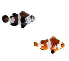 2-Pack Semi Storm Clownfish Orange or Black Designer Ocellaris Live Saltwater Fi