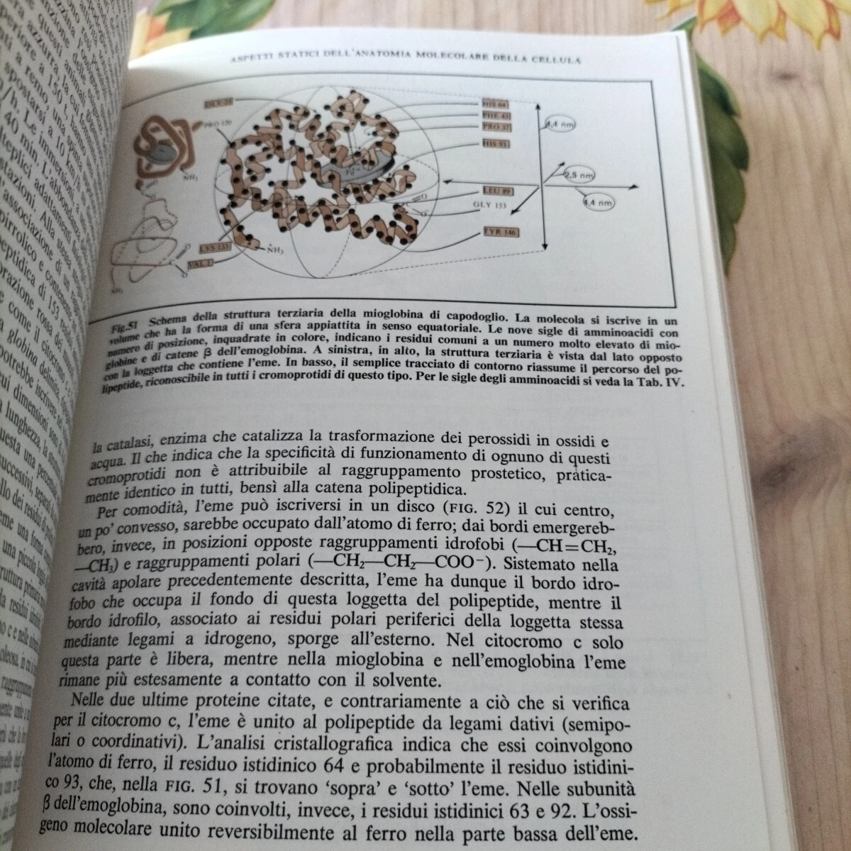 Foto 9 di 11