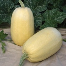 15,000 Organic Spaghetti Squash- Non-Gmo, Heirloom From Grandma's Farm