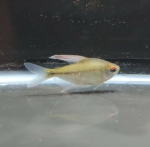 husky baby dog price