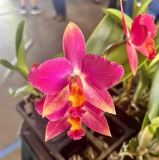 C. Warpaint ‘Lennett’ X C Miracle Of Mine ‘circles Within Circles” 2” Seedling