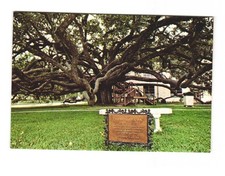 University of Southern Mississippi Long Beach MS VTG postcard UNP friendship oak
