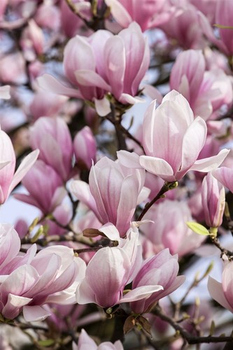 Magnolia soulangiana, Tulpen-Magnolie, rosa-weiß, 60–80 cm - Bild 7 von 14