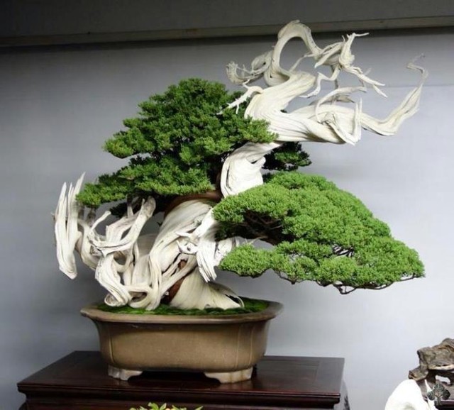 Chinese Juniper 15 Seeds Bonsai Seeds For Sale Online Ebay