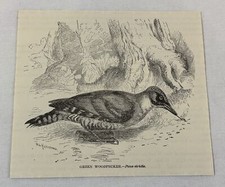 1885 book engraving ~ GREEN WOODPECKER
