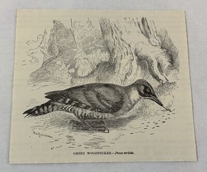 1885 book engraving ~ GREEN WOODPECKER