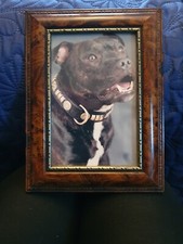 Staffordshire Bull terrier Brindle Framed Postcard by Sawley Fine Arts LTD