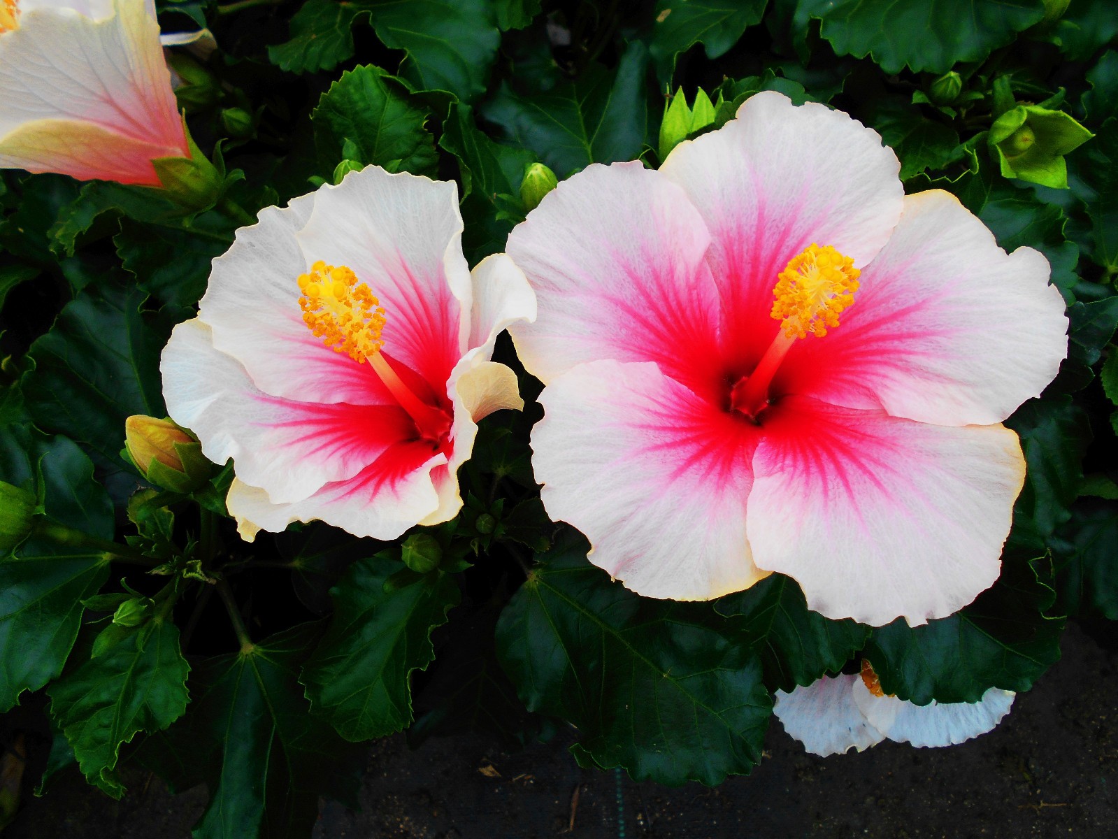 Hibiscus Geisha lot de 2 plants de fleurs arbuste extérieur pour jardinier