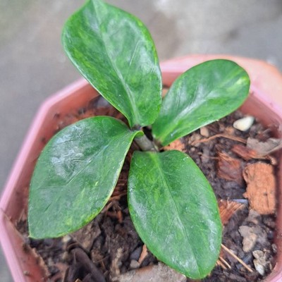 ZZ Dwarf Zamioculcas zamiifolia Rare Zenzi Variegated Yellow&Green Plant  Small