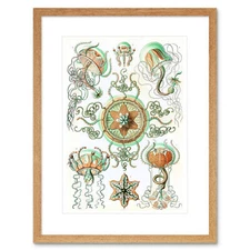 26th Plate Ernst Haeckel Kunstformen Natur Trachomedus Framed Wall Art Print