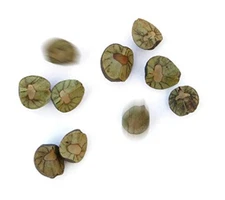 30 Live Mexican Jumping Beans: 6 Cases with 5 Beans in Each Case