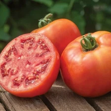 RARE GIANT BushSteak  Tomato Seeds 20+ NON-GMO~ORGANIC~HEIRLOOM~FREE SHIPPING