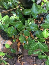 Wintercreeper, 15 Rooted Plants