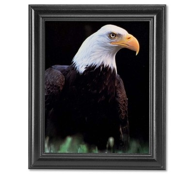 American Bald Eagle Bird Close Up in Grass Wall Picture Framed Art Print