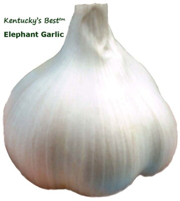 KY'S Best ELEPHANT GARLIC ~ SPRING PLANTING - start 12-15 plants + instructions