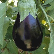 Eggplant Black Beauty Seeds 200+ Vegetable Garden Heirloom NON-GMO FREE SHIPPING