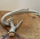 Non-Typical White Tail Deer Antler, Great Display Piece — photo 3