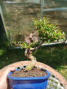 rhododendron bonsai kaufen Rhododendron Bonsai ( Rhododendron capitatum ) main image 0