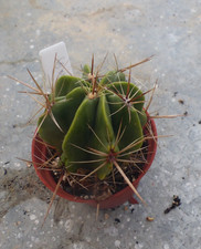 CACTUS SUCC ULENES CAUDEX SUCCULENTES :FEROCACTUS ROBUSTUS