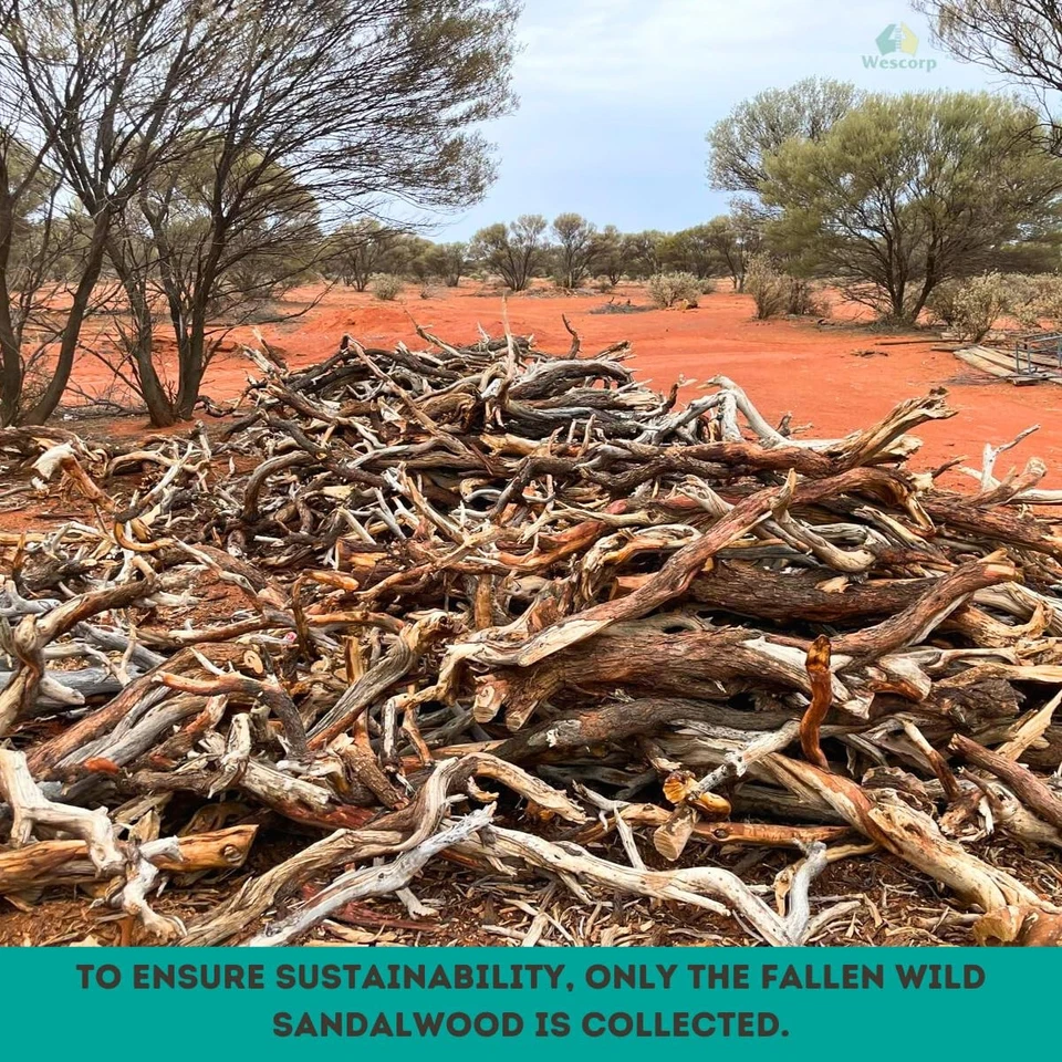 Порошок австралийского сандалового дерева (Santalum Spicatum) 3,5 унции - чистый и натуральный аромат - Изображение 3 из 4