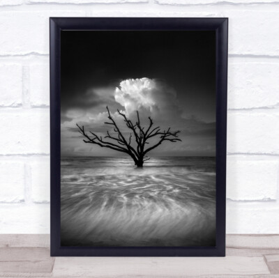 Oceanus Monochrom Baum Ozean Edisto Insel Botanik Bucht Meer Wasser Wandkunstdruck