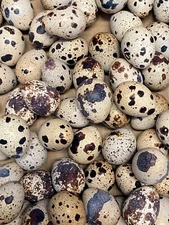 25 + Jumbo Pharoah Coturnix ,Jumbo Italian, white Quail Hatching Eggs