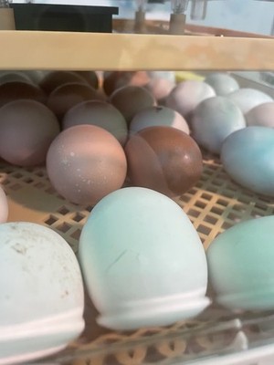 Premium layer chicken Barnyard Mix Hatching Eggs 25 + high fertility rate FRESH
