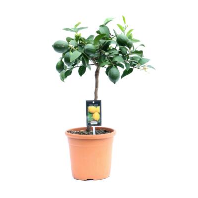 Zitronenbaum Meyer -Lisa- 70-80 cm mit kleinen Früchten Citrus Meyer Lemon