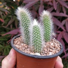 3x Hildewinteria Colademoninis Monkey tail trailing cactus rooted 4-5cm cuttings