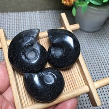 61g 3pcs Natural  BLACK conch  specimens from Madagascar   pd2632