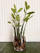 16-22" EXTRA LARGE XL Red Mangrove Live SINGLE Plant Saltwater Marine Macro