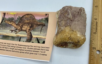 Spinosaurus Vertebra Dinosaur Fossil before T Rex Cretaceous SV3